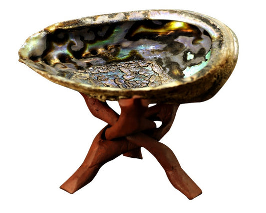 White Sage Smoked Accessories Shell  Holy Wood Bracket  Incense Burner